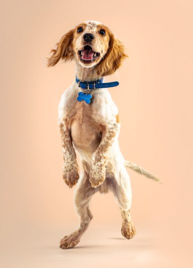 Happy dog jumping with a blue collar against a soft, pastel background.