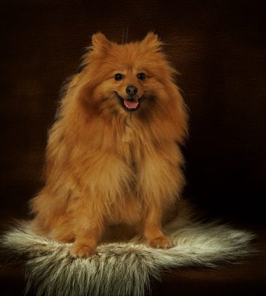 Fluffy orange Pomeranian dog sitting on a soft white rug, smiling at the camera.