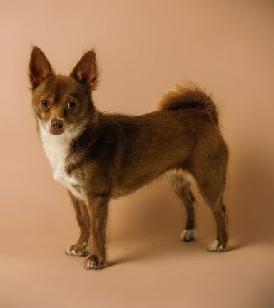 Brown Chihuahua with a white chest, standing on a beige background.