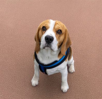Beagle sitting on a textured surface, looking up with a curious expression.