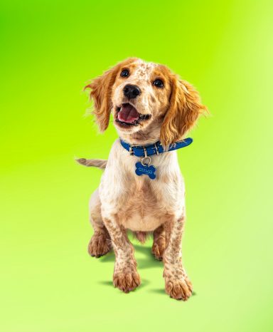A happy, spotted dog with a blue collar sitting against a green background.