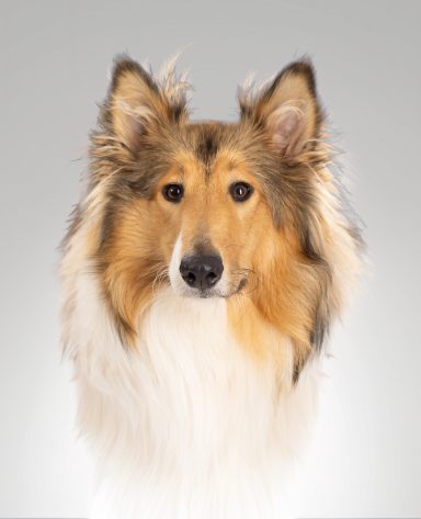 Collie dog with a tricoloured coat, featuring white, black, and tan fur.