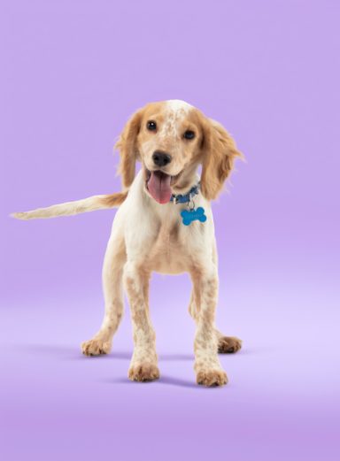 A playful dog with curly fur stands against a purple background.